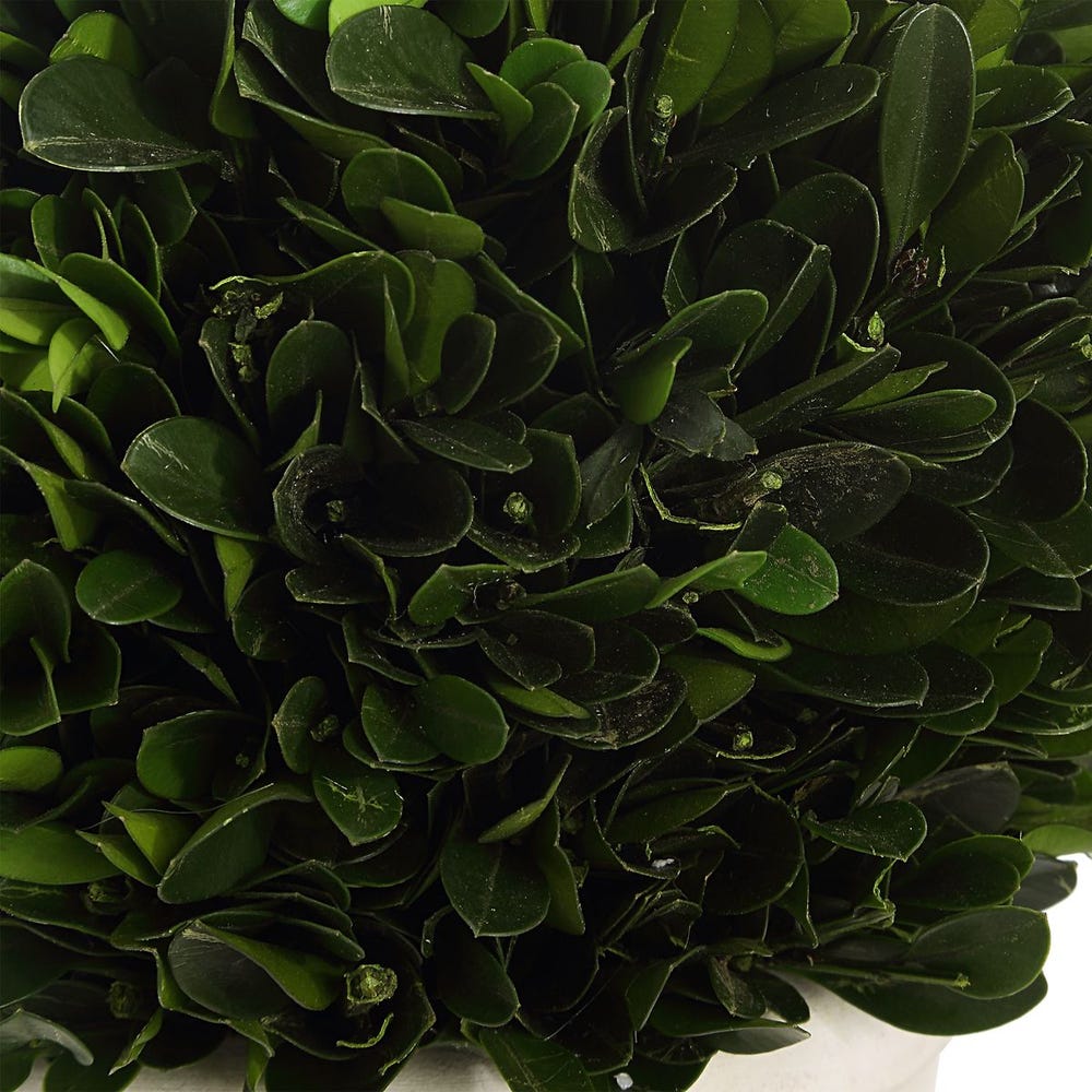 Potted Boxwoods, 2 Sizes