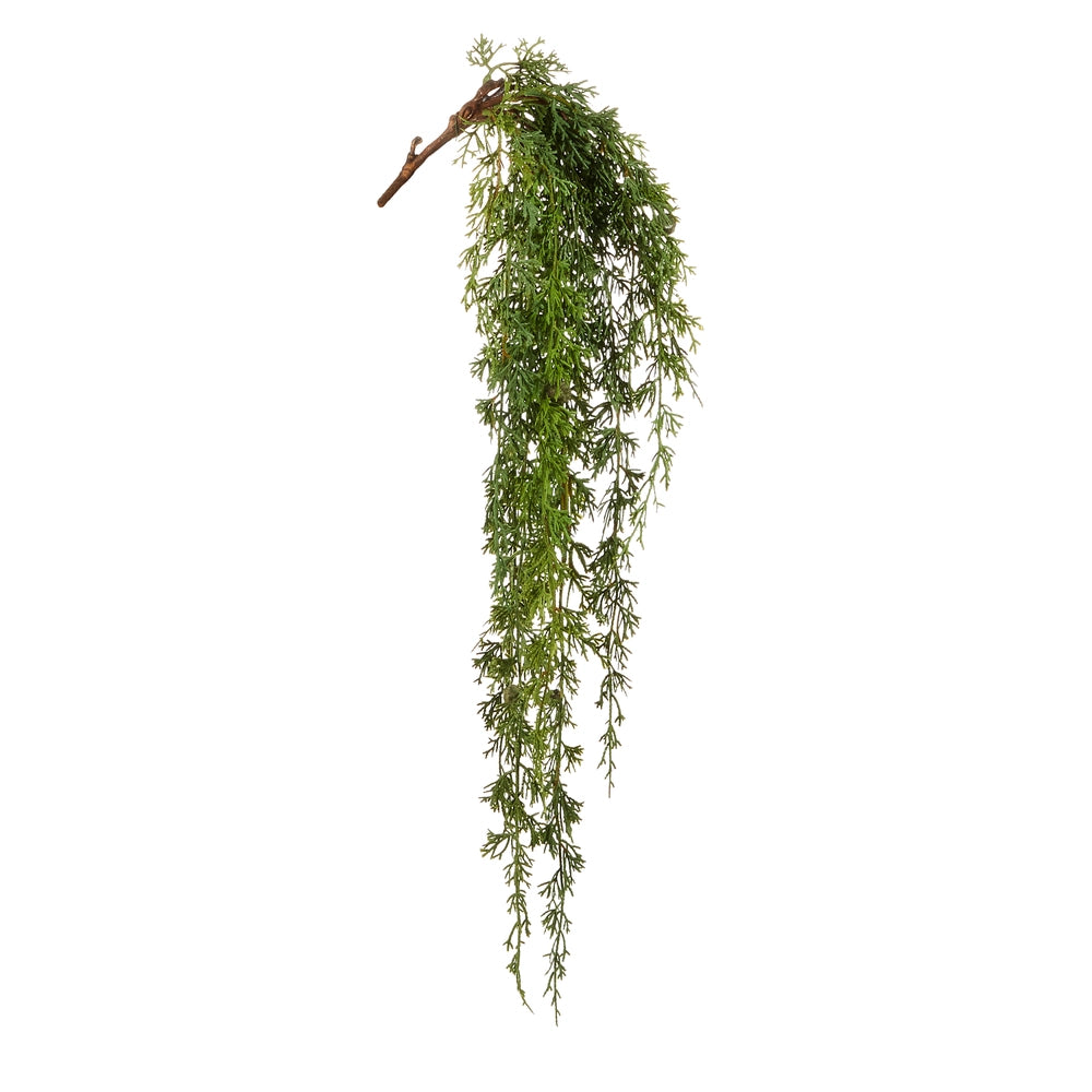 Hanging Cedar Branch