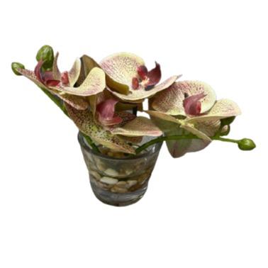 Orchid - Phalaenopsis in Glass Vase