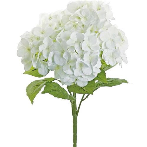 Hydrangea Bush - White