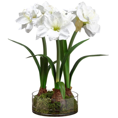 Amaryllis in Glass Vase