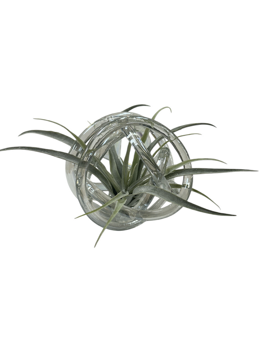 Glass Knot - Clear with Tillandsia