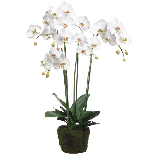 3 Stem Phalaenopsis Orchid