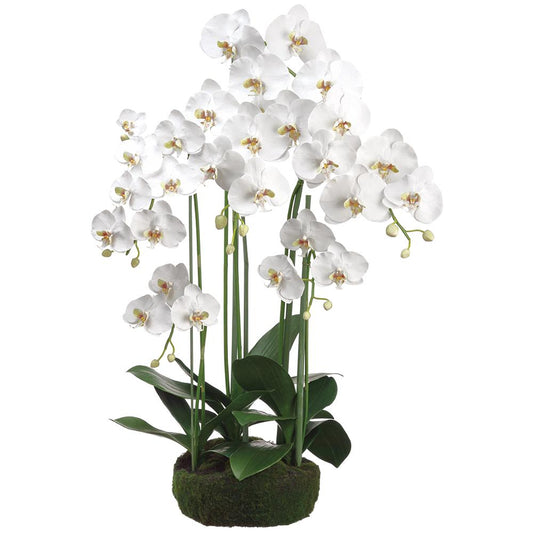 16 Stem Phalaenopsis Orchid