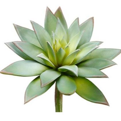 Echeveria - Green