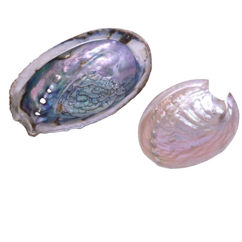 Abalone Shell