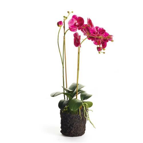 Drop In - Phalaenopsis Fuchsia