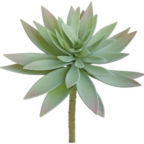 Sword Succulent