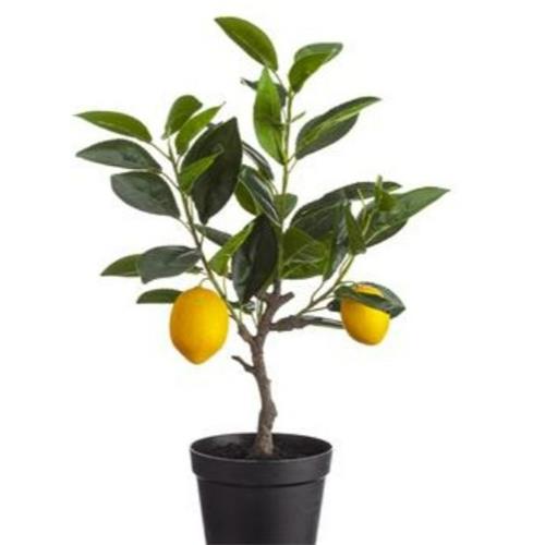 Lemon Tree