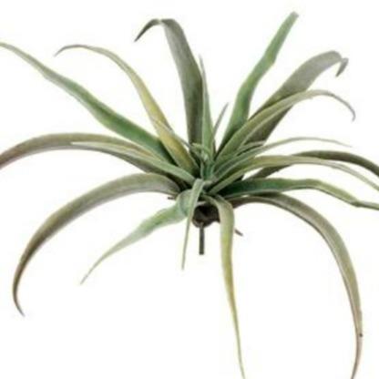 Tillandsia Stem