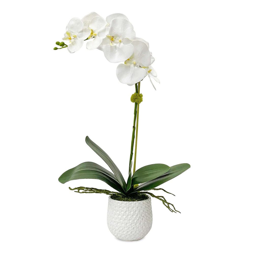 Orchid in White Ceramic Pot