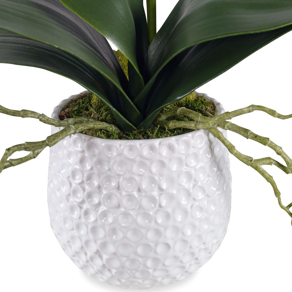 Orchid in White Ceramic Pot