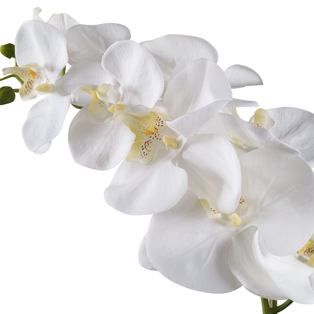 Orchid in White Ceramic Pot