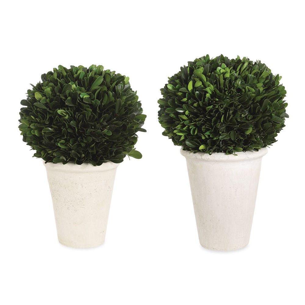 Potted Boxwoods, 2 Sizes