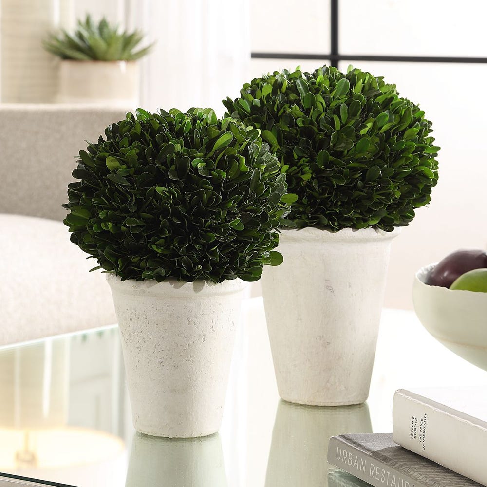 Potted Boxwoods, 2 Sizes