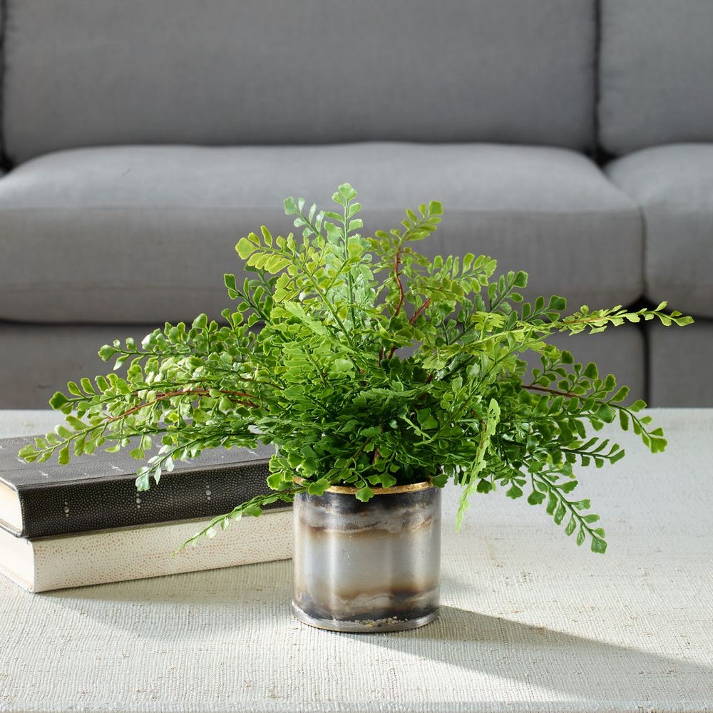 Maidenhair Fern