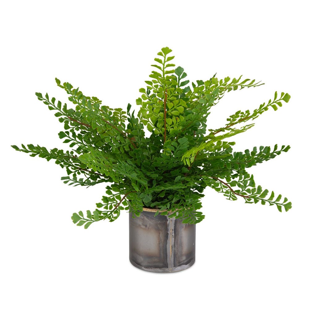 Maidenhair Fern