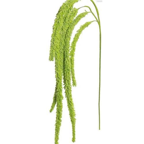 Amaranthus Stem