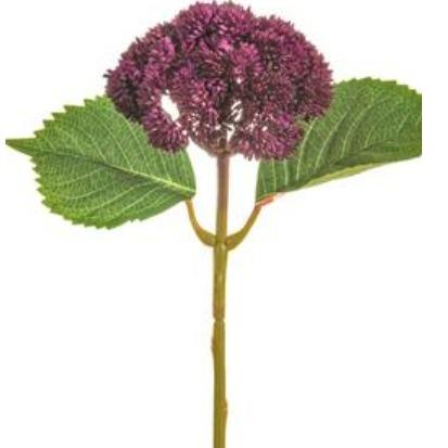 Sedum Stem - Violet