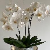 Orchid – Drop In Phalaenopsis 4 Stem