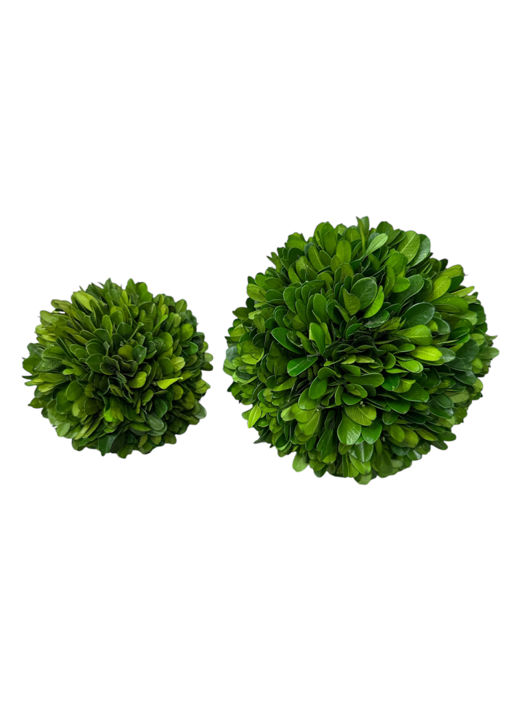 Boxwood Ball - Preserved, 2 Size Options