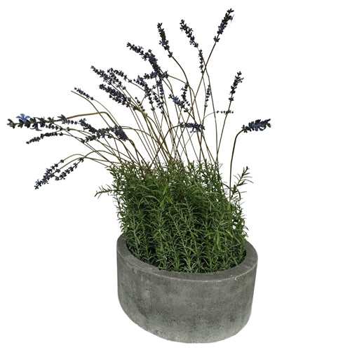 Lavender in Round Concrete Pot