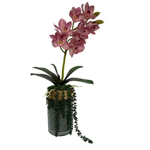 Orchid – Blush Cymbidium in Glass/Gold Vase