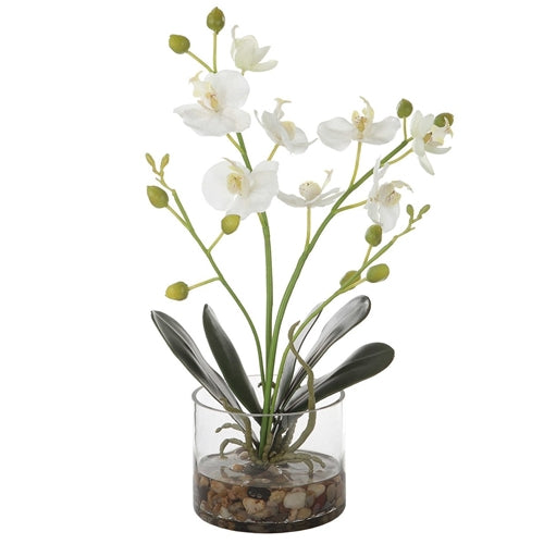 GLORY ORCHID, WHITE