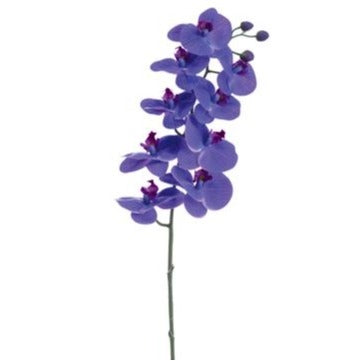 Orchid- Phalaenopsis Stem Purple