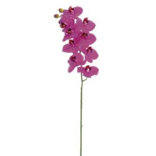 Orchid - Phalaenopsis Stem Fuchsia