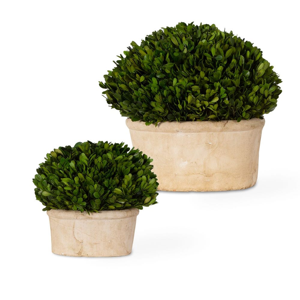 Preserved Boxwood Oval Domes, 2 Sizes
