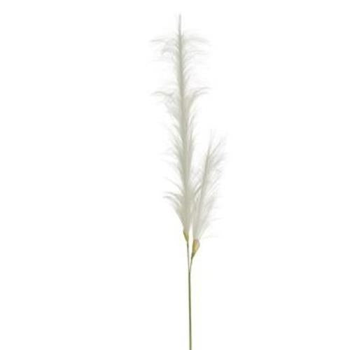 Pampas Grass - White