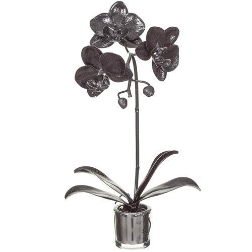 Orchid - Phalaenopsis Plant in Black Glass Mirror Vase