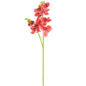 Orchid- Phalaenopsis Stem Coral