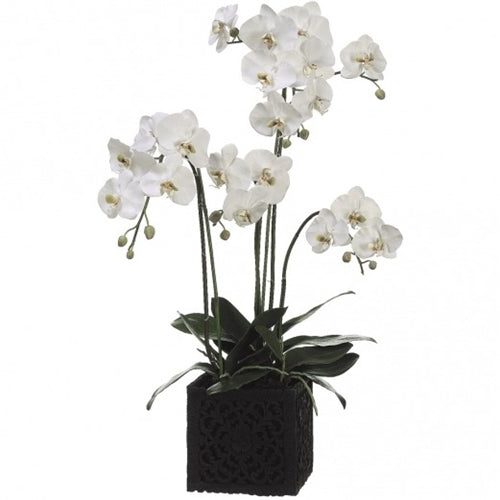 Orchid - Phalaenopsis in Sq. Planter