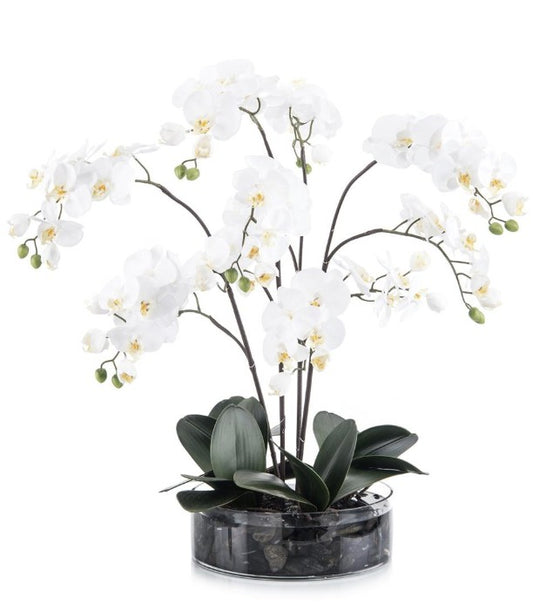 Black Rock Phalaenopsis