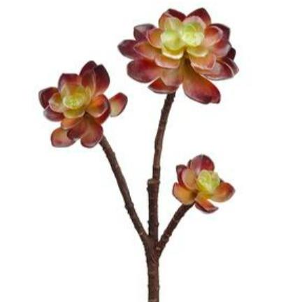 Echeveria - Coffee