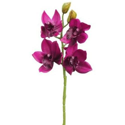 Cymbidium Spray - Boysenberry