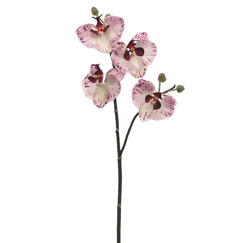 Phalaenopsis Orchid Spray - White with Purple Accents