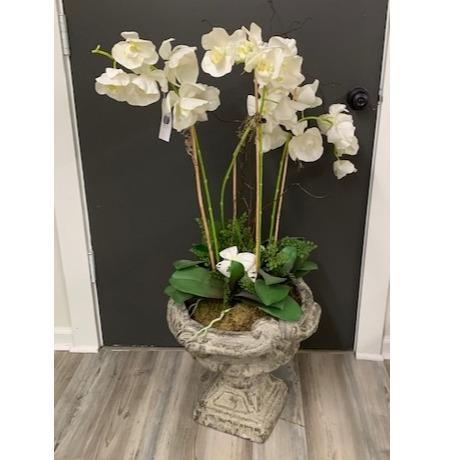 Orchid - Phalaenopsis in Old World Urn