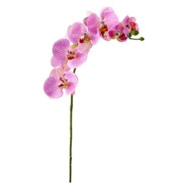 Orchid- Phalaenopsis Stem Two Toned Purple