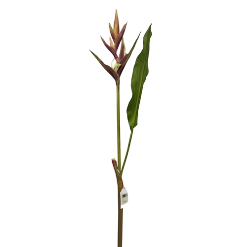 Heliconia Stem