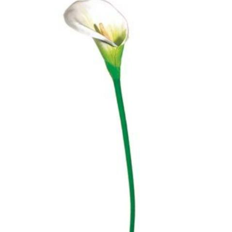 Calla Lily Stem