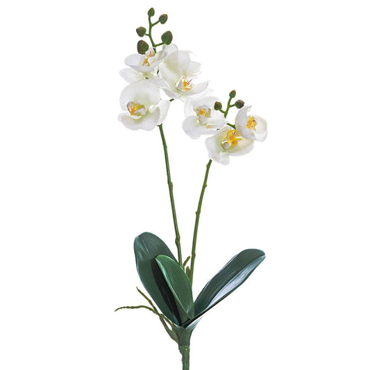 Double Phalaenopsis Orchid