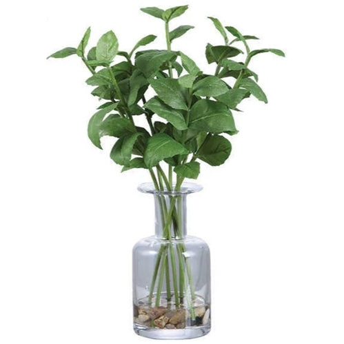 Herb in Glass Vase