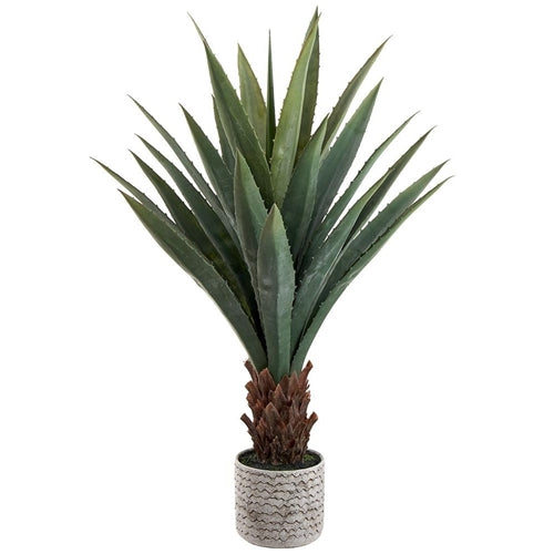 Agave Plant in Cement Pot