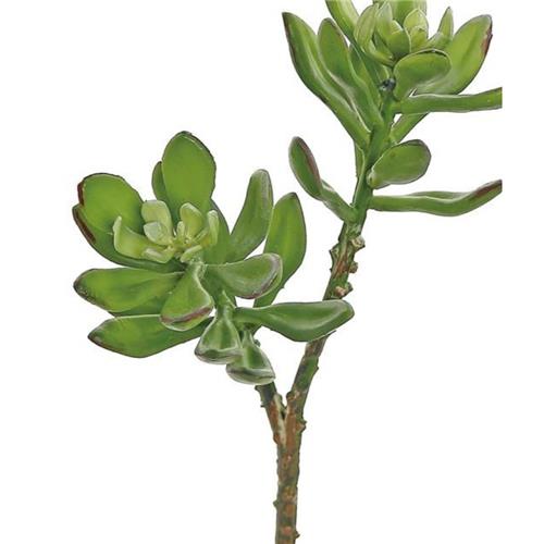 Jade Plant - Sage