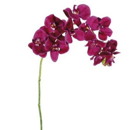 Orchid- Phalaenopsis Stem Violet