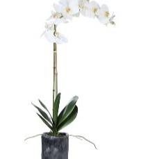 Orchid - Phalaenopsis in Concrete Pot