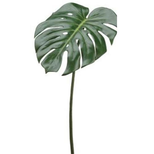 Philodendron Leaf